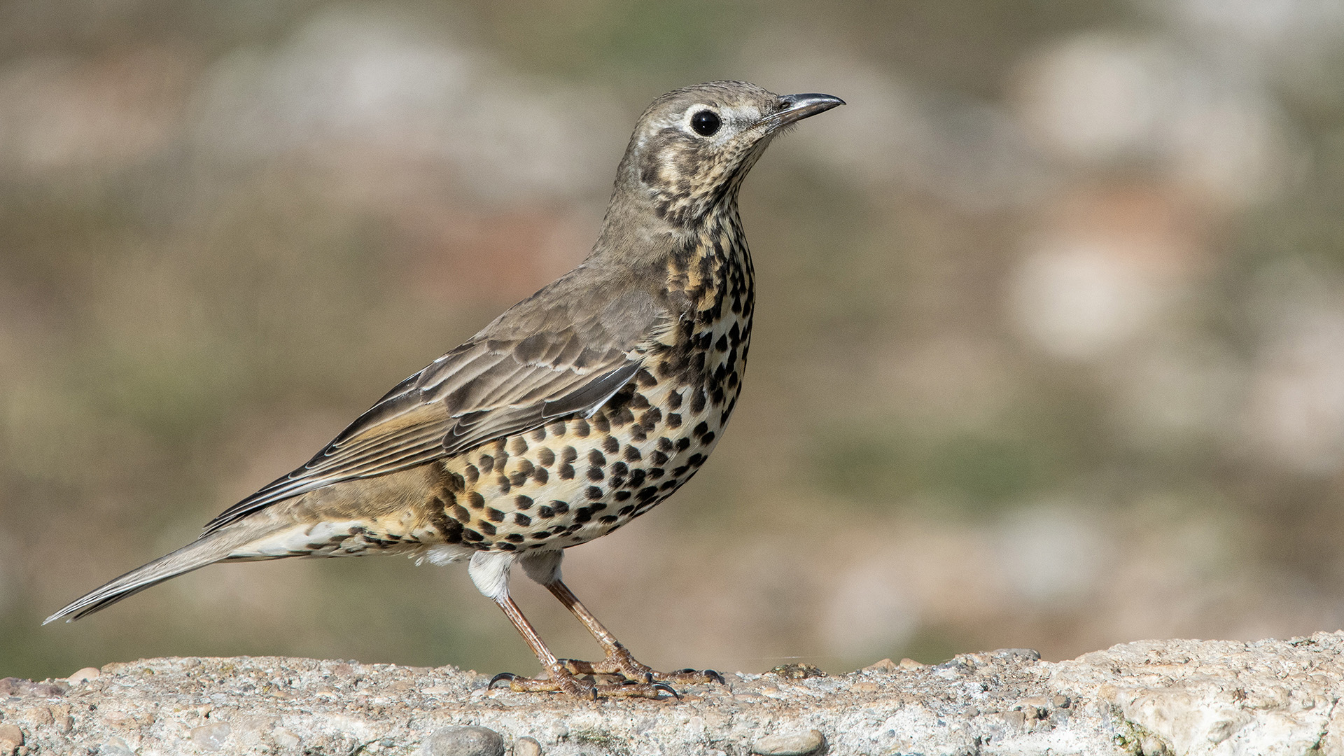 Mistle Thrush — Ana fotoğraf